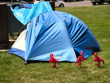 Flamingos to mark the tent