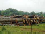 Logs in the Thicket
