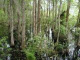 Swamp
