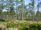 Forests with low underbrush