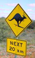 Skiing kangaroos?