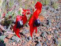 Sturt desert pea
