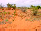 Red soils