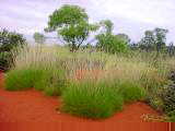 Spinifex grass