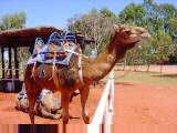 Camel rides