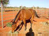 Horse at Curtin Springs
