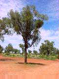 Desert Oak