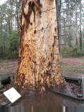 Diamond tree lookout