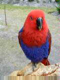 Parrot