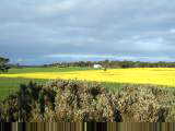 Canola and wheat